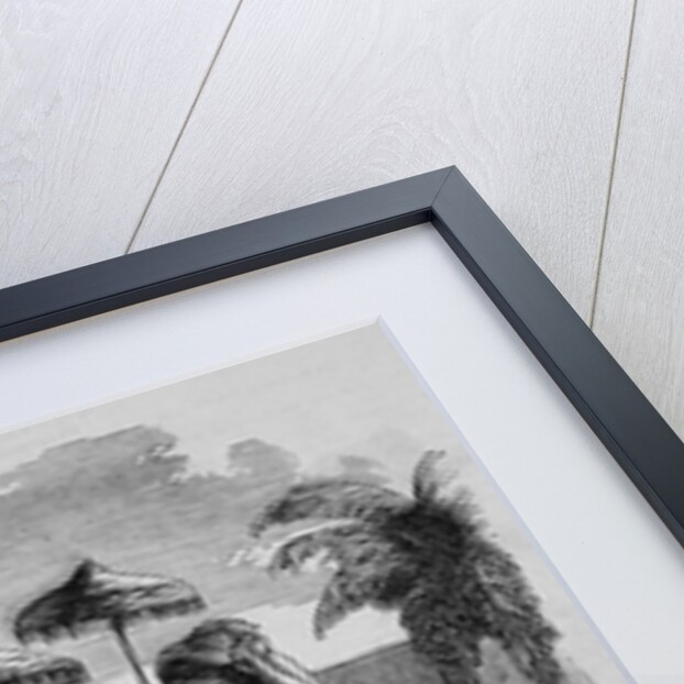 Mulatto and Quadroon of Haiti by Anonymous