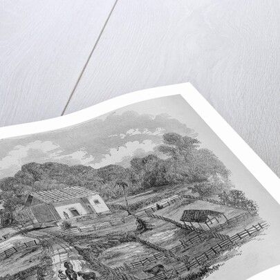 Hacienda of Santa Rosa, Costa Rica, Scene of Schlessinger's Defeat by Anonymous