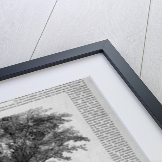 Class-Day Celebration, Harvard. Ceremonies Under the Old Elm, College Green by Anonymous