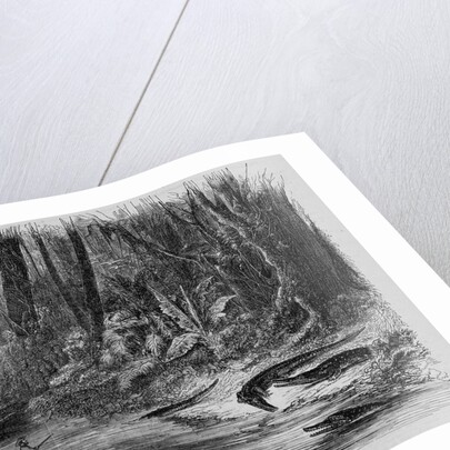 Alligator Shooting in the Swamps Bordering on the Mississippi River, Louisiana Illustration by Anonymous