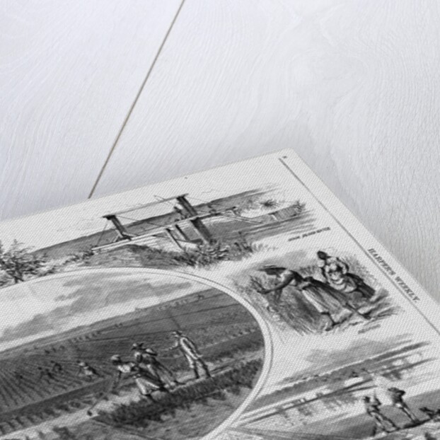 Rice culture on the Ogeechee, near Savannah, Georgia by A. R. Waud