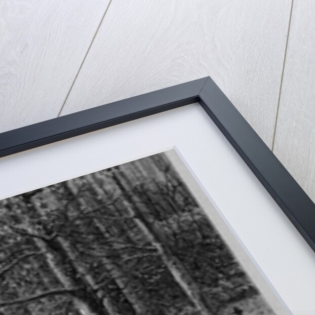 Scene in a sugar bush, Otsego County, New York by A. S. Avery by Anonymous