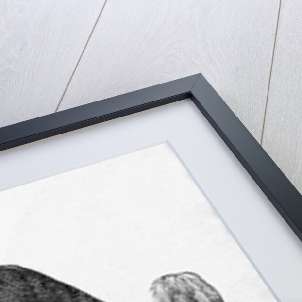 Kamehameha V., King of the Sandwich Islands by Anonymous