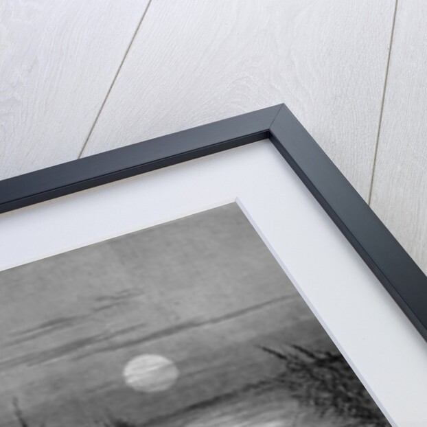 A drove of Texas cattle crossing a stream by A. R. Waud