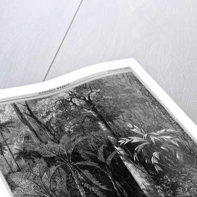 Surveying in Central America for a railroad across the Isthmus of Nicaragua - floating down the Rama by Anonymous