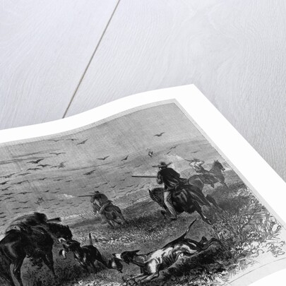 Prairie-chichen shooting in Kansas by Theodore R. Davi