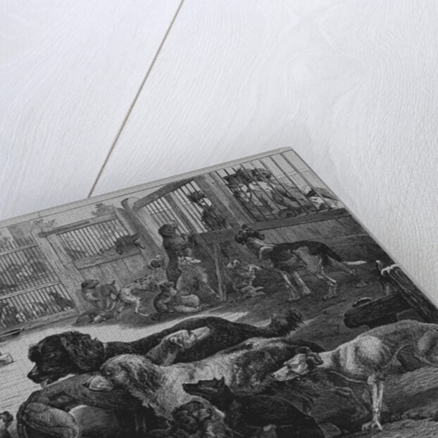 Home For Lost Dogs by Anonymous