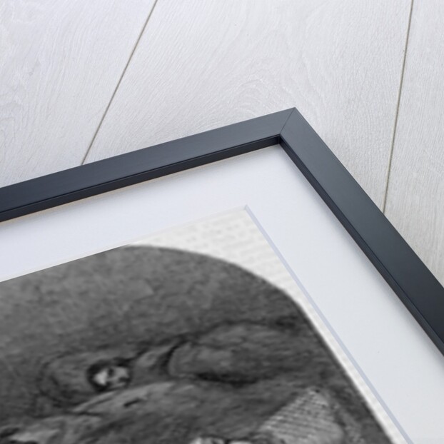 The sick women in Bellevue Hospital, New York, overrun by rats by Anonymous