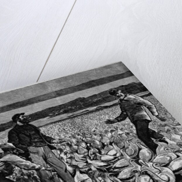 A Guano Bed - Off the Coast of Peru Illustration by Anonymous