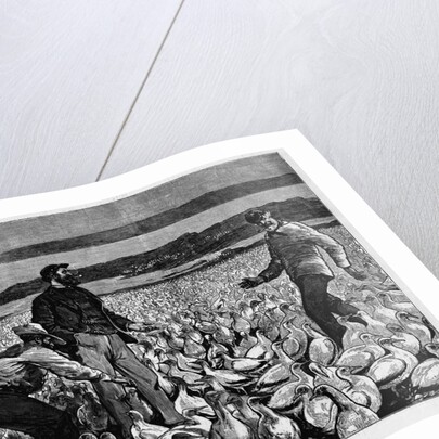 A Guano Bed - Off the Coast of Peru Illustration by Anonymous