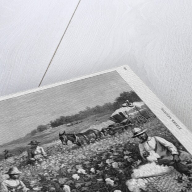 In a cotton field by Horace Bradley