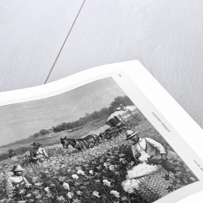 In a cotton field by Horace Bradley