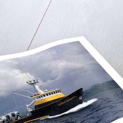 The Storm Petrel in Puget Sound by Anonymous