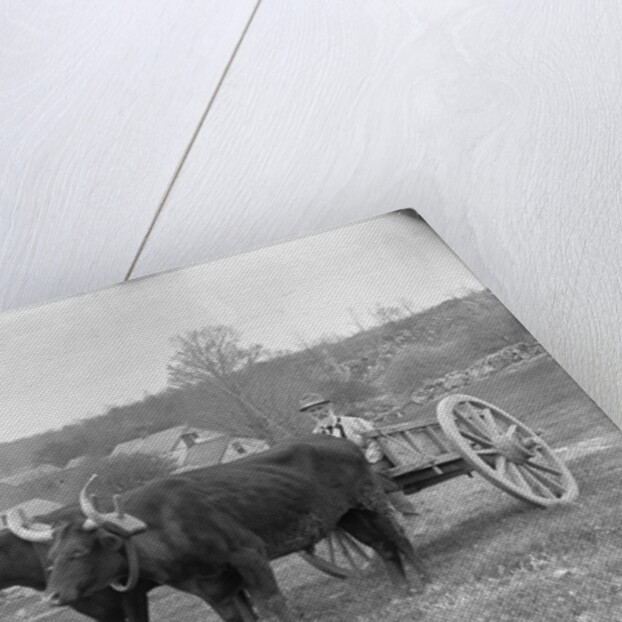 Farmer on Ox Cart by Anonymous