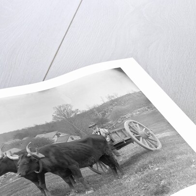 Farmer on Ox Cart by Anonymous