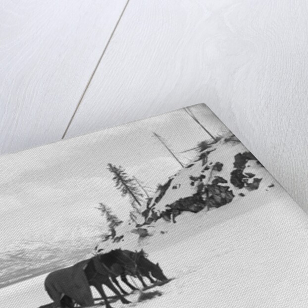 Horses and Sledge in the Klondike by Anonymous