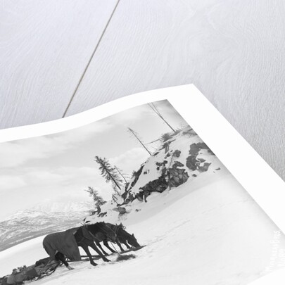 Horses and Sledge in the Klondike by Anonymous