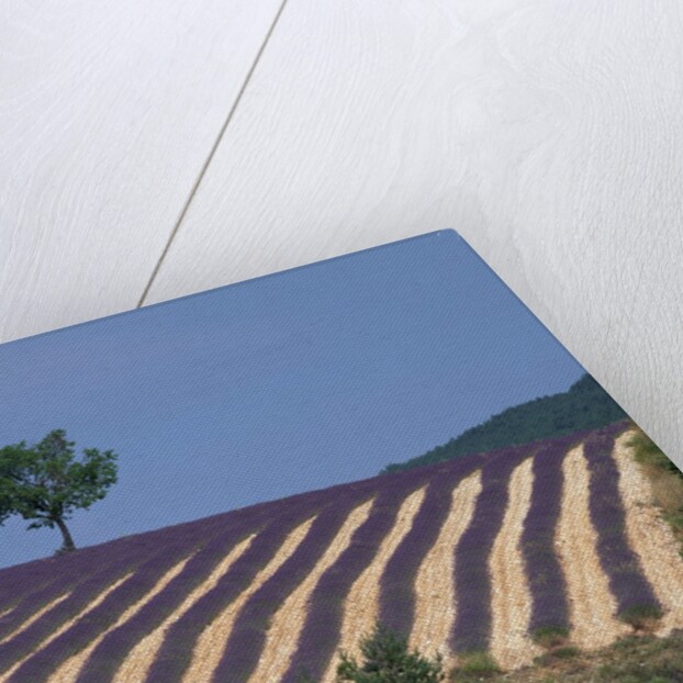 Fields of Lavender in Provence, France by Anonymous