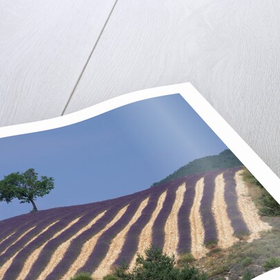 Fields of Lavender in Provence, France by Anonymous