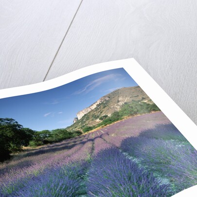 Fields of Lavender in Provence, France by Anonymous