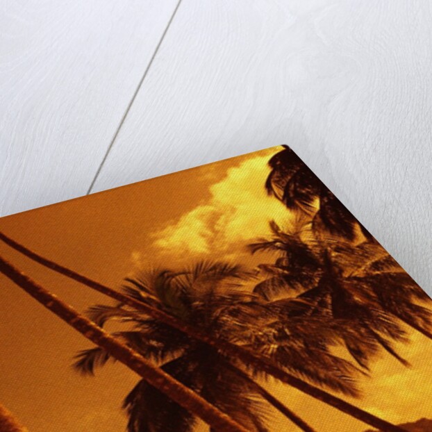Palm Trees on Beach by Anonymous