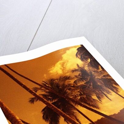 Palm Trees on Beach by Anonymous
