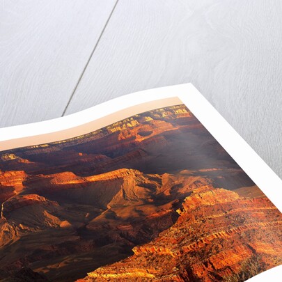 Grand Canyon Bathed in Sunlight by Anonymous