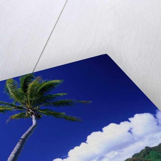Palm Tree Leaning over Tropical Tahitian Bay by Anonymous