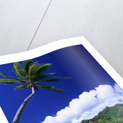 Palm Tree Leaning over Tropical Tahitian Bay by Anonymous