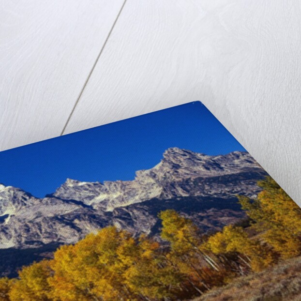 Forest near Grand Teton by Anonymous