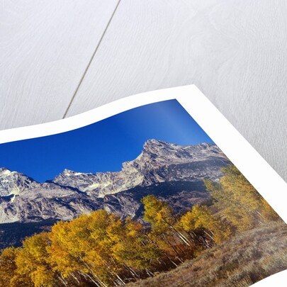 Forest near Grand Teton by Anonymous
