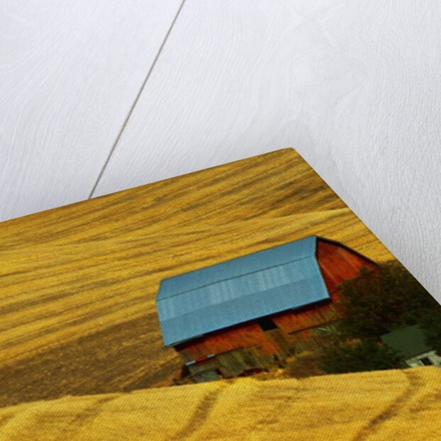 Barn and Golden Wheat Field by Anonymous