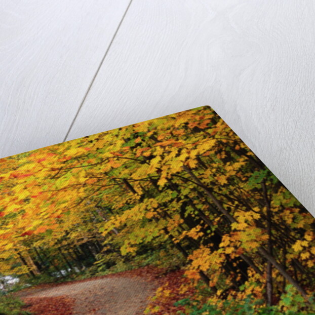 Road Through Forest by Anonymous