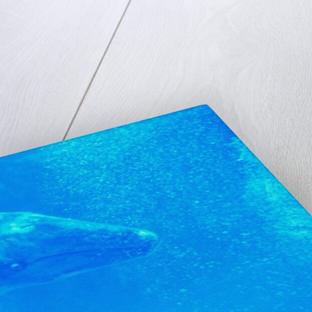 Young Gray Whale by Anonymous