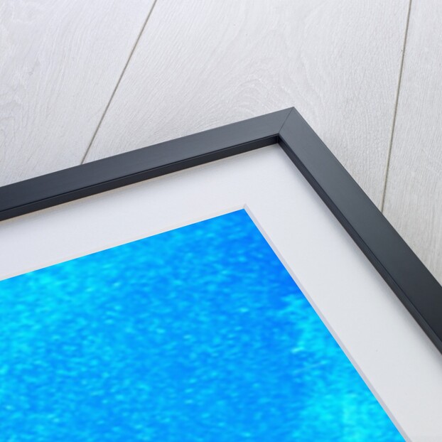 Young Gray Whale by Anonymous