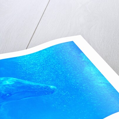 Young Gray Whale by Anonymous