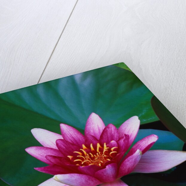 Red Water Lily by Anonymous