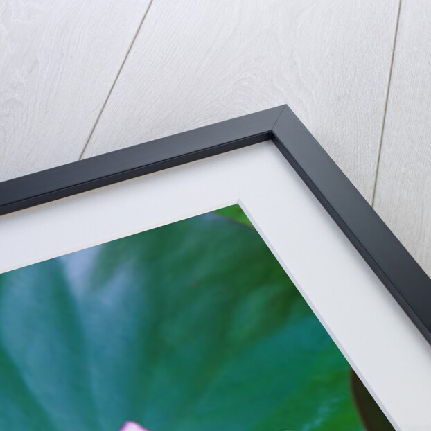 Red Water Lily by Anonymous