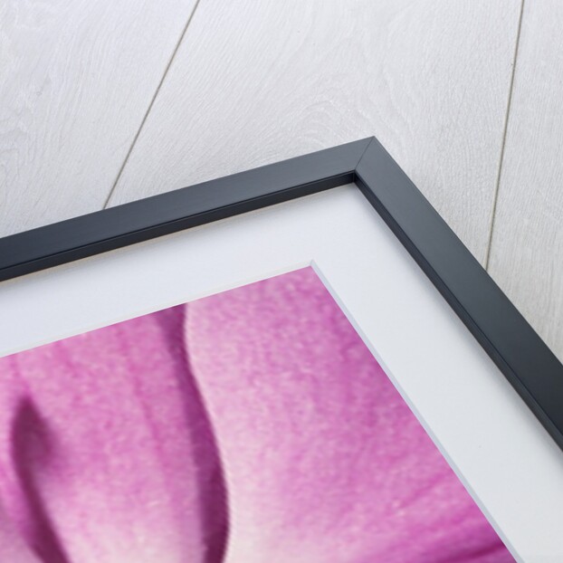 Purple Moth Orchid by Anonymous