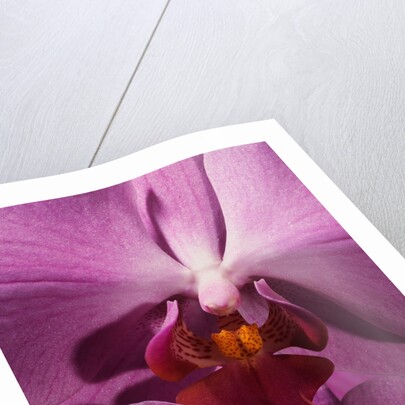 Purple Moth Orchid by Anonymous