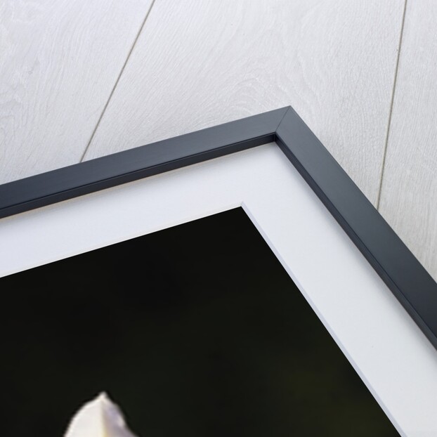 Hybrid Orchid by Anonymous