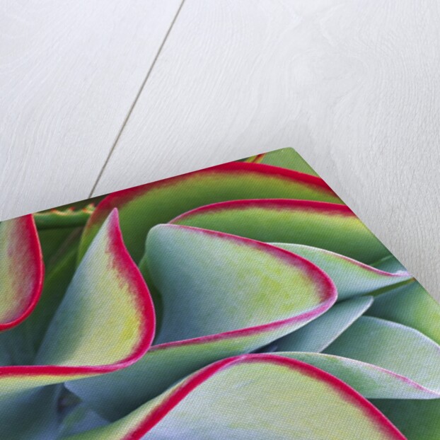 Red-Tipped Leaves of Kalanchoe by Anonymous