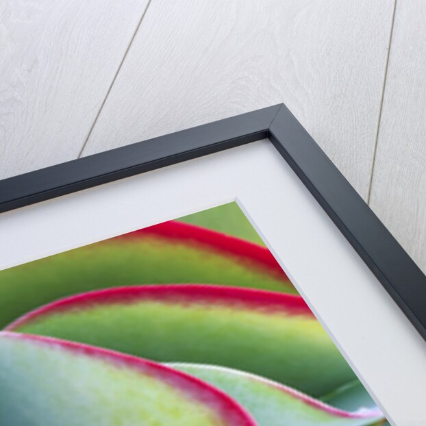 Red-Tipped Leaves of Kalanchoe by Anonymous