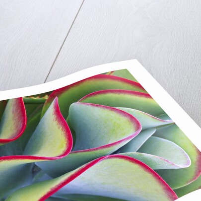 Red-Tipped Leaves of Kalanchoe by Anonymous