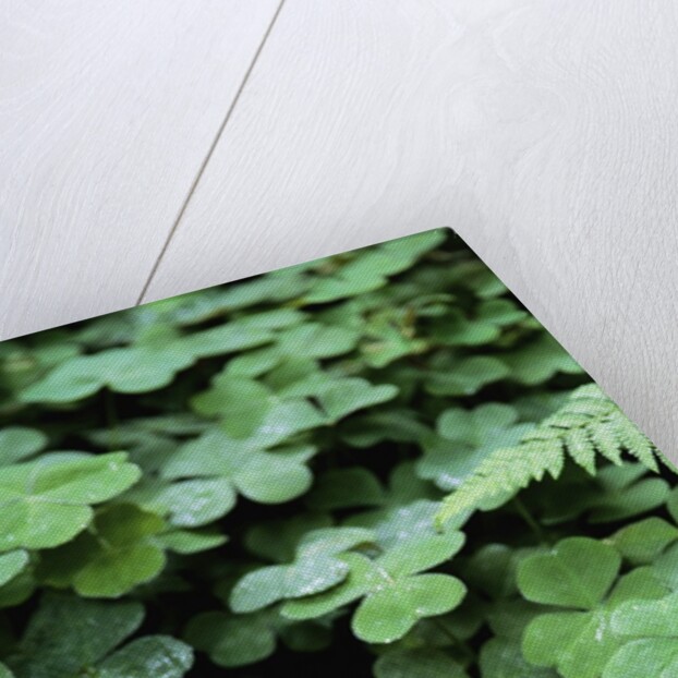 Redwood Sorrel by Anonymous