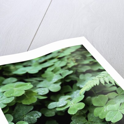 Redwood Sorrel by Anonymous