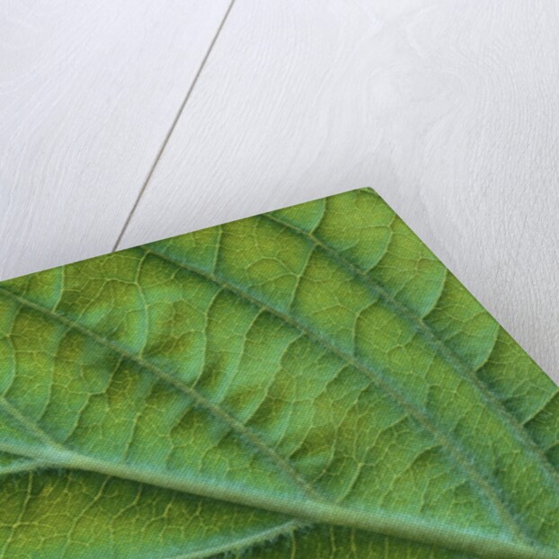 Veins of a Flowering Dogwood Leaf by Anonymous
