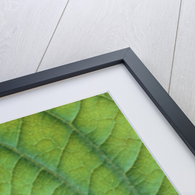 Veins of a Flowering Dogwood Leaf by Anonymous