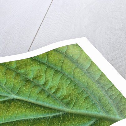 Veins of a Flowering Dogwood Leaf by Anonymous