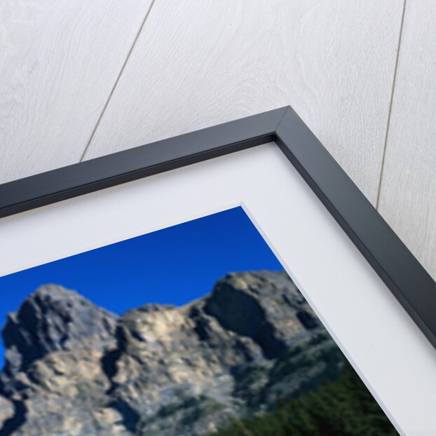 Forest and Castle Mountain by Anonymous